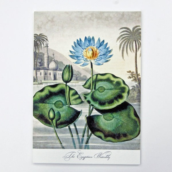 Handmade Greeting Card,  featuring Egyptian waterlilies,  blank inside.