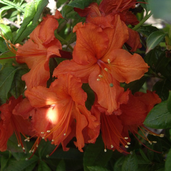 Mollis Azalea 'Brazil', deciduous shrub with bright green foliage and tangerine-red flowers.