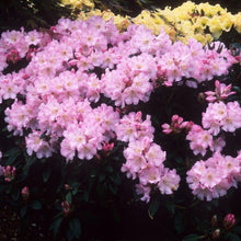 Load image into Gallery viewer, Rhododendron | Bronze Wing
