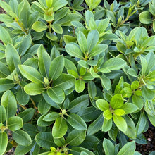 Load image into Gallery viewer, Rhododendron &#39;Bruce Brechbill&#39; green foliage
