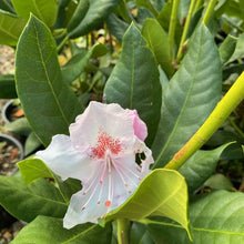 Load image into Gallery viewer, Rhododendron &#39;Buchanan Simpson&#39;  pointy green foliage
