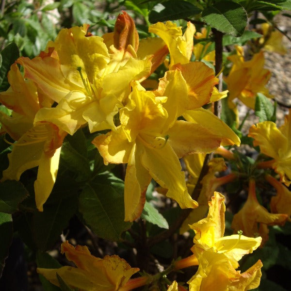 Mollis Azalea 'Butterfly', deciduous shrub with bright green foliage and funnel-shaped large yellow blooms.