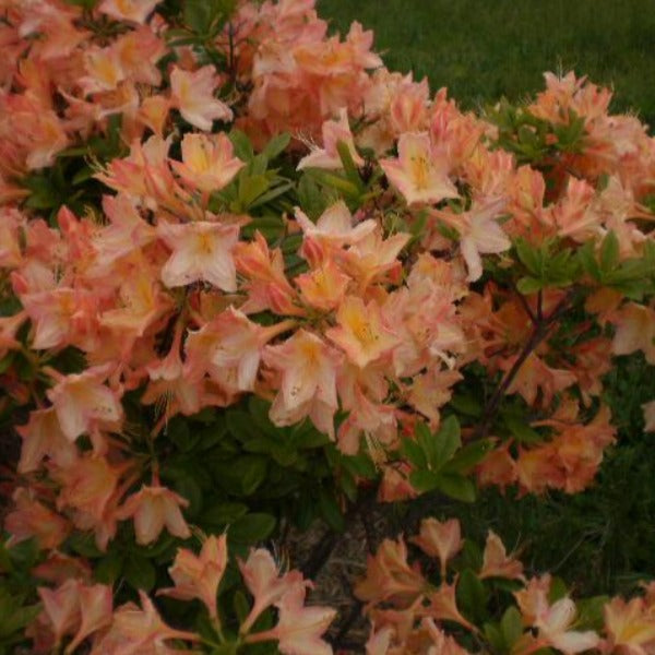 Mollis Azalea 'Buzzard', deciduous shrub with mid-green foliage and fragrant yellow flowers tinged pink.