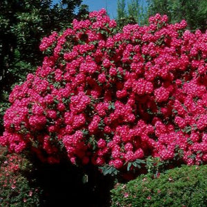 Rhododendron | Cynthia