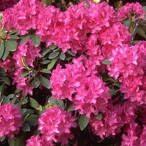 Rhododendron | Cynthia