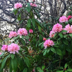 Rhododendron 'Christmas Cheer', evergreen shrub with bright, olive-green foliage and rounded trusses of blush-pink blooms.