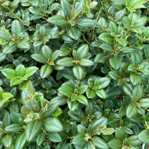 Rhododendron Cilpenense, mid green foliage of new plants.