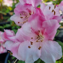 Load image into Gallery viewer, Rhododendron Cilpinense. Loose trusses of soft pink flowers set against mid green foliage.
