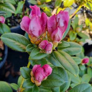 Rhododendron Cilpenense. Masses of pink buds against med green foliage