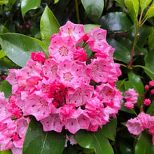 Load image into Gallery viewer, Kalmia latifolia &#39;Clementine Churchill&#39;, evergreen shrub with bright green foliage and rose-pink flowers with deep red markings.
