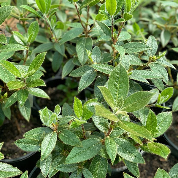 Rhododendron Cowbells green foliage