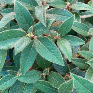 Rhododendron Cowbells - green foliage