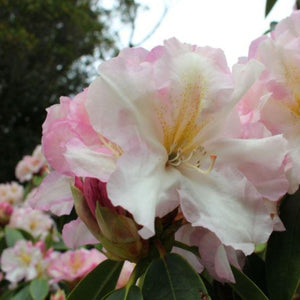 Rhododendron 'Cream Delight', evergreen shrub with mid-green foliage and trusses of creamy blooms flushed pink with a golden flare.