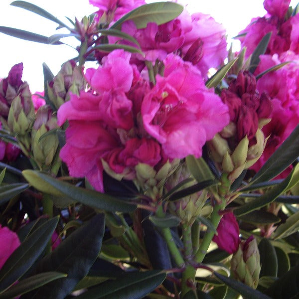 Rhododendron 'Creole Belle', evergreen shrub with dull-green foliage and dome-shaped trusses of intense-pink flowers with blue shading.