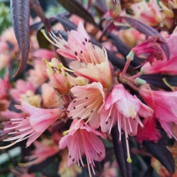 Rhododendron Crossbill. Compact evergreen plant with soft trusses of yellow flowers flushed apricot.