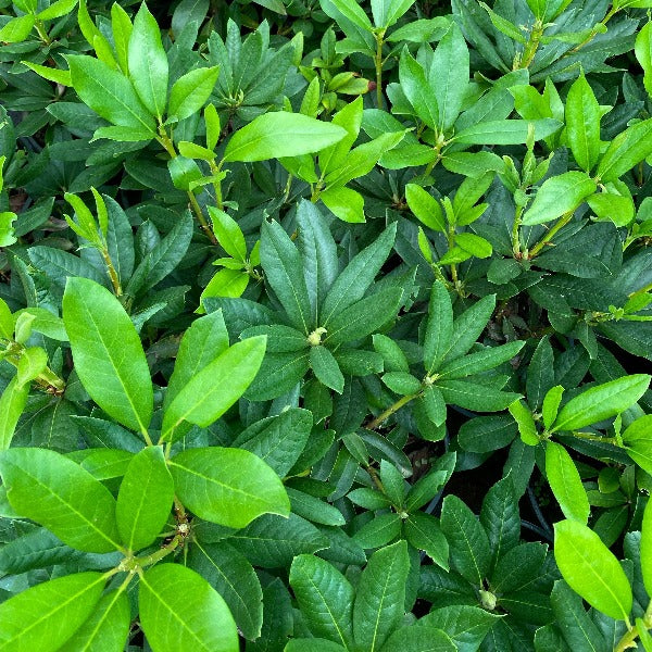 Rhododendron 'Cunningham's White', young green foliage