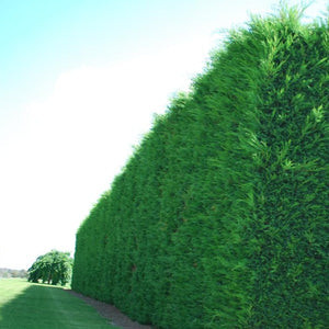 Conifer leighton green