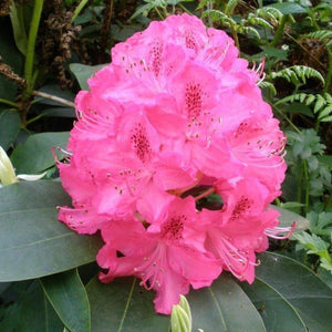 Rhododendron | Cynthia