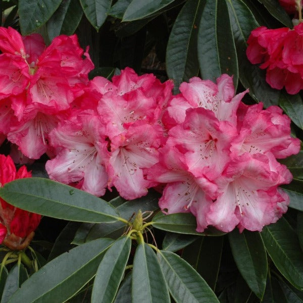 Rhododendron 'Dame Nellie Melba', evergreen shrub with dark-green foliage and trusses of bright pink flowers with brownish-red speckles.