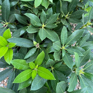 Rhododendron Dame Nellie Melba green foliage