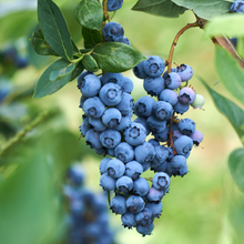 Load image into Gallery viewer, Blueberry &#39; Darrow&#39; Southern Highbush
