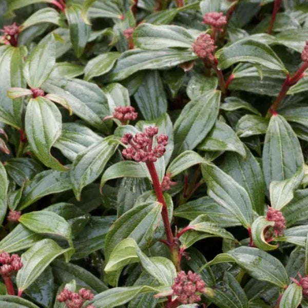 Viburnum 'davidii' foliage