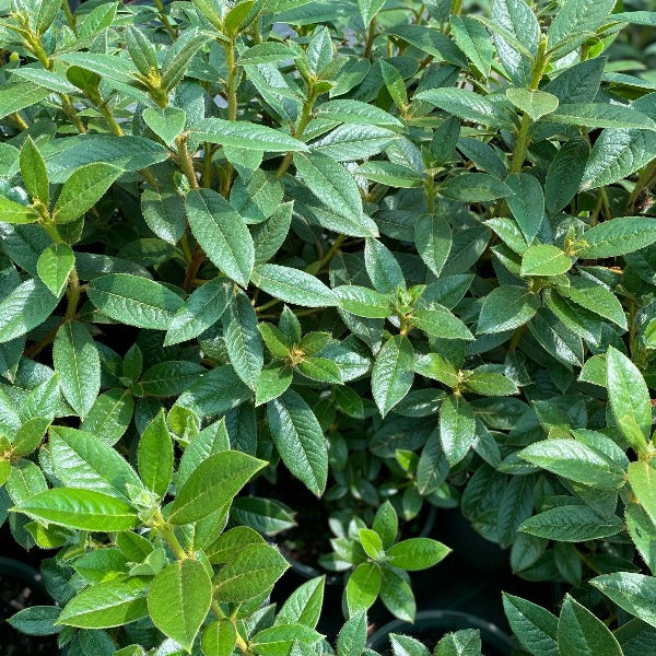 Rhododendron Daveisii green foliage