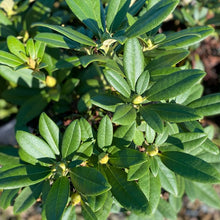 Load image into Gallery viewer, Rhododendron &#39;Doc&#39; small pointy green foliage
