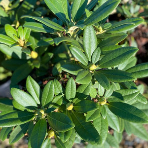 Rhododendron 'Doc' small pointy green foliage