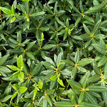 Load image into Gallery viewer, Rhododendron Dora Amateis green foliage
