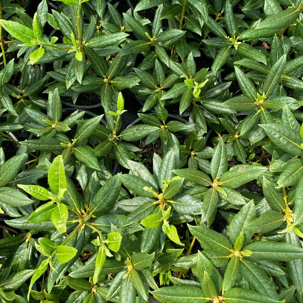 Rhododendron Dora Amateis green foliage