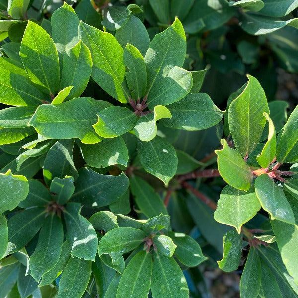 Rhododendron Douglas R Stephens green foliage