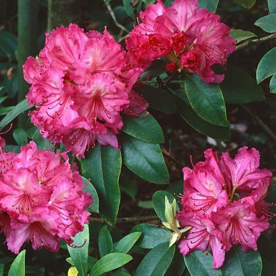 Rhododendron | Dr Arnold W Endtz