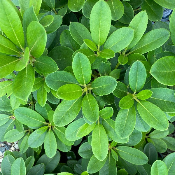 Rhododendron  El Camino green foliage