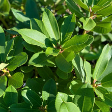 Load image into Gallery viewer, Rhododendron &#39;El Camino&#39; green foliage
