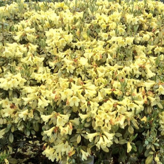 Rhododendron 'Eldorado' masses of small campanulate soft yellow flowers on dark green foliage