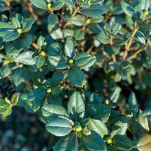 Load image into Gallery viewer, Rhododendron &#39;Eldorado&#39; small dark green foliage
