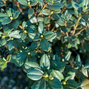 Rhododendron 'Eldorado' small dark green foliage