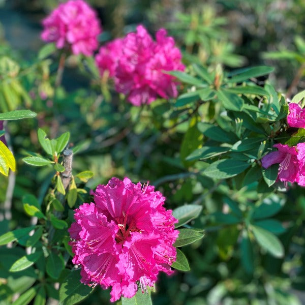 Rhododendron 'Elegans', evergreen shrub with trusses of bell-shaped flowers in bright cerise-pink with wavy edges.