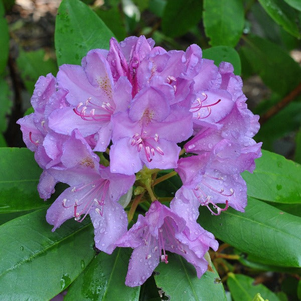 Rhododendron Everestanium, trusses of soft purple flowers on glossy bright green foliage