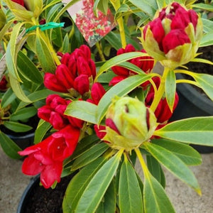 Rhododendron 'Faith Henty', trusses of bright red flowers.