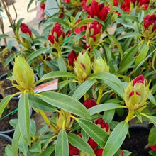 Load image into Gallery viewer, Rhododendron &#39;Faith Henty&#39; in bud
