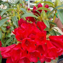 Load image into Gallery viewer, Rhododendron &#39;Faith Henty&#39;, trusses of bright red flowers.
