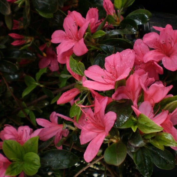 Azalea 'Favorite' evergreen shrub with funnel-shaped bright pink flowers