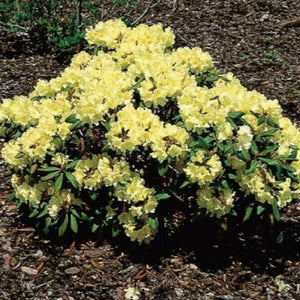 Rhododendron | Lemon Mist