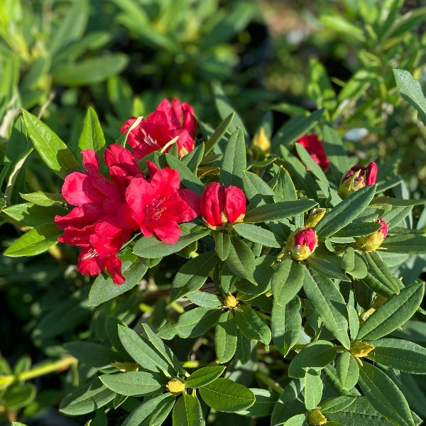 Rhododendron 'Fireman Jeff' red flowers against green foliage