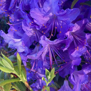 Rhododendron | Florence Mann
