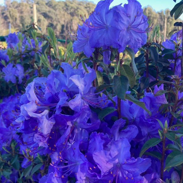 Rhododendron 'Florence Mann', evergreen shrub with dark-green foliage and clusters of small lavender-blue flowers.