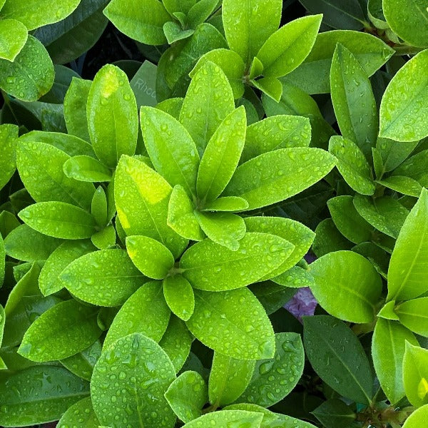 Rhododendron 'Anna Rose Whitney' green foliage