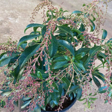 Load image into Gallery viewer, Pieris &#39;Formosa Forestii&#39;, evergreen shrub featuring leathery dark-green foliage and cascades of bell-shaped, white flowers.
